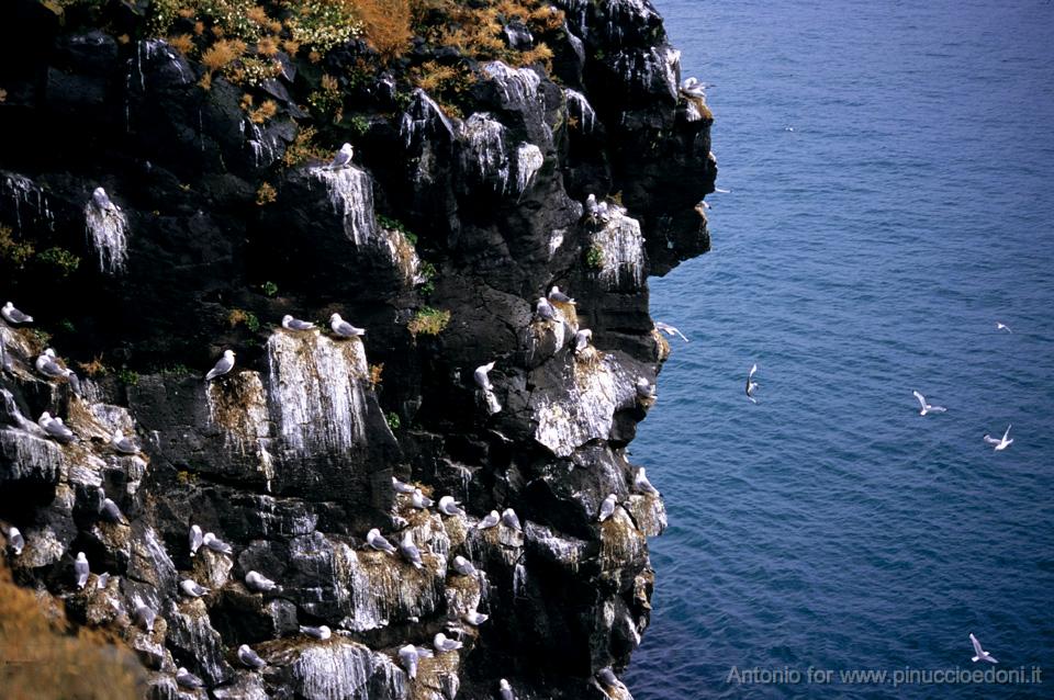 ISLANDA Meraviglie della natura 038R97-148 Pin.jpg